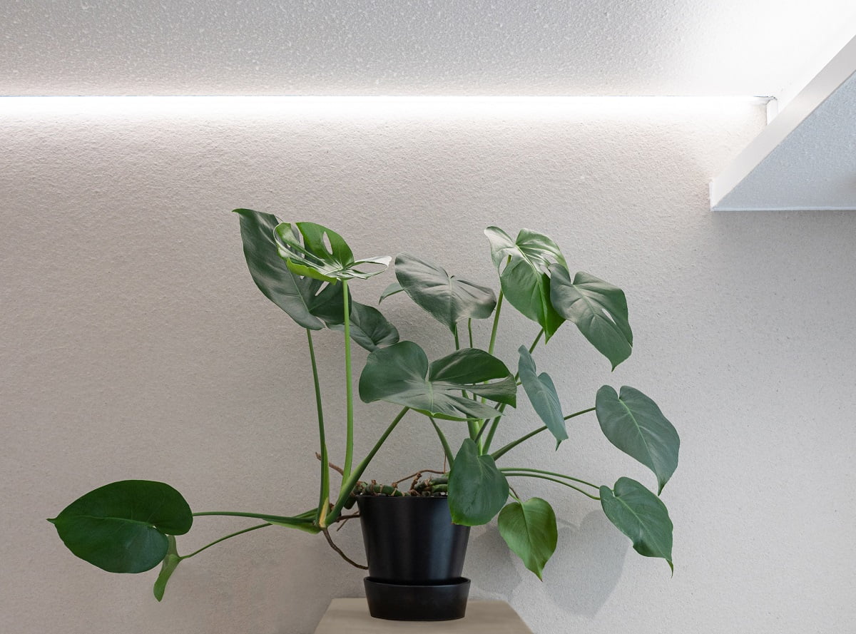 Kasvi 2 (nauha) - LedStore LedStore.fi tarjoaa upeaa tunnelmaa luovan LED-valaistuksen, joka täydentää sisustuksesi. Tässä esimerkissä vihreä monstera-kasvi mustassa ruukussa lepää vaaleansävyisellä puisella pinnalla. Ylhäältä tuleva LED-valaistus kasvin kauneuttahillitysti. Kun kasvi on seinän vaalean, yksivärisen eteen, kokonaisuus luo piirin ja rauhoittavan ilman kotiisi tai toimistoosi.